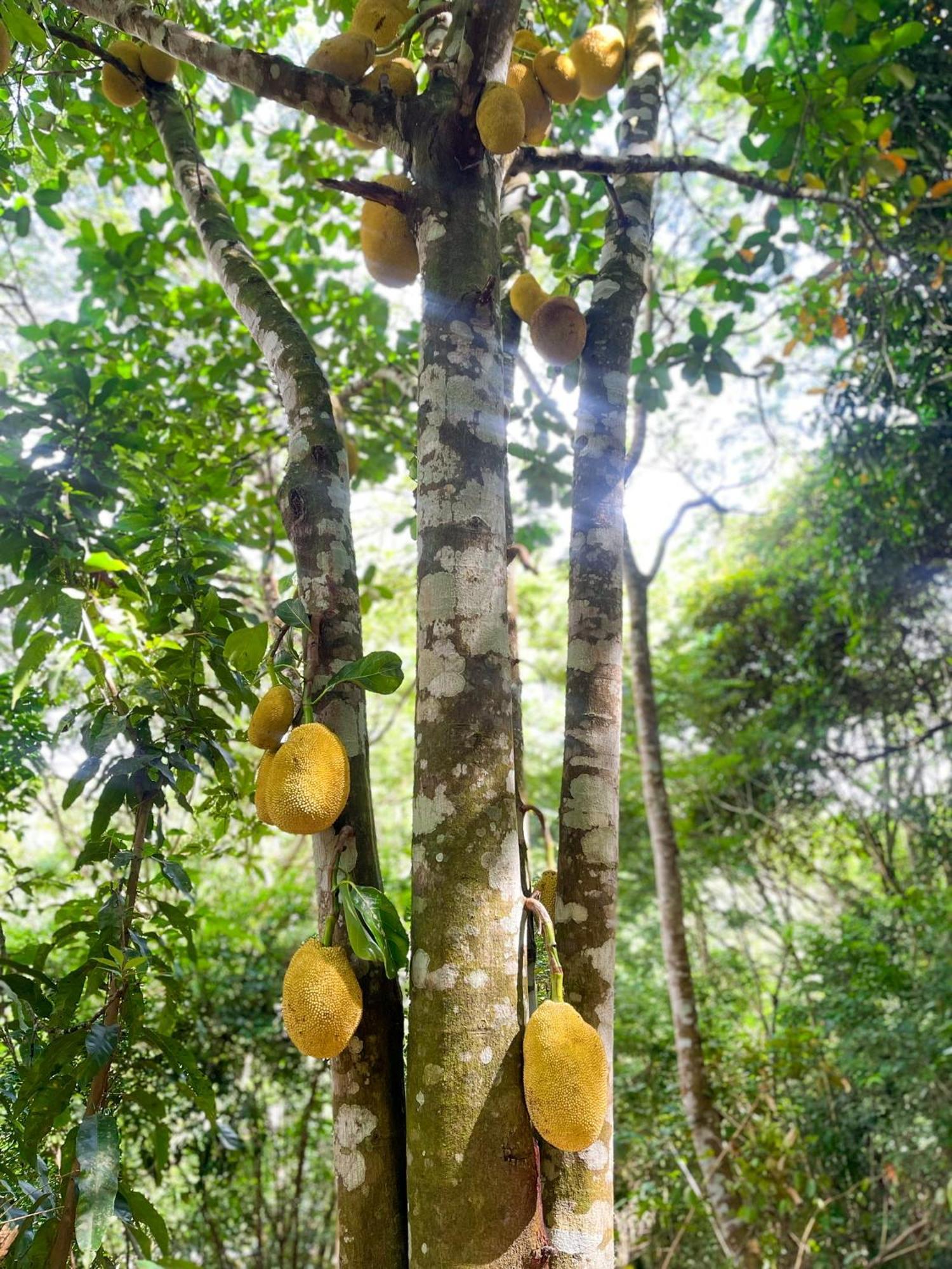 Olho D'Água Pousada Guaramiranga Esterno foto